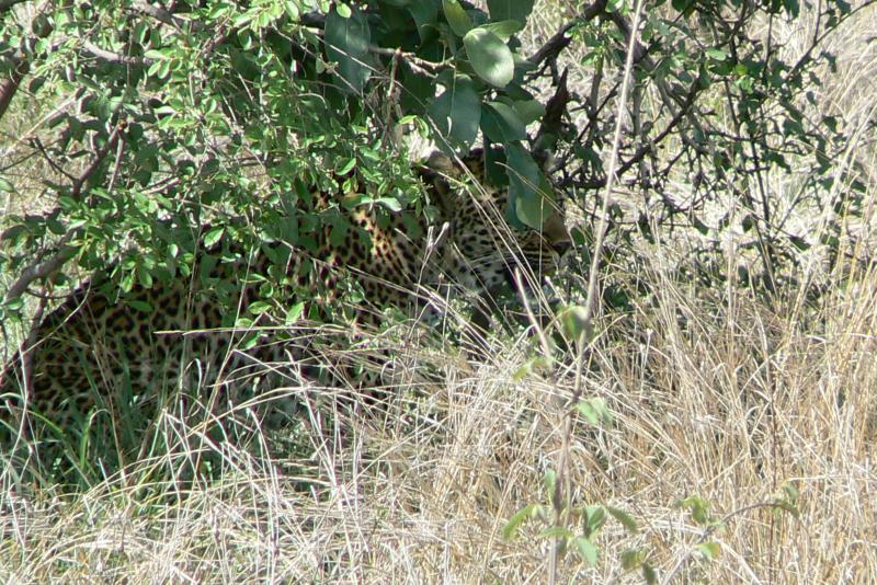 26 REGIONE DEL MPUMALANGA Parco Kruger